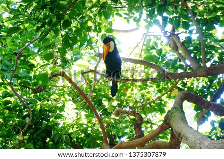 Toucan in a colorful tree