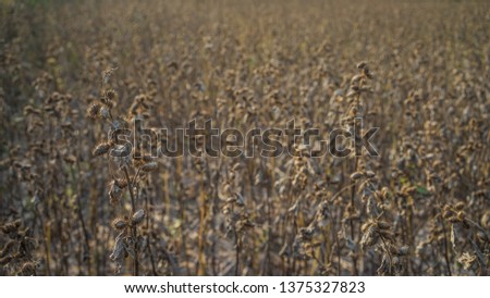 Blurred background of dry brown flower fields