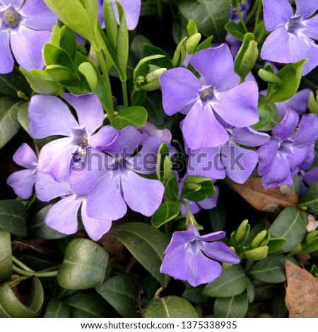 Spring nature macro photography lilac blooming vinca flower. A vinca flower with blooming buds. Flowers on the background of green leaves of plants and grass.