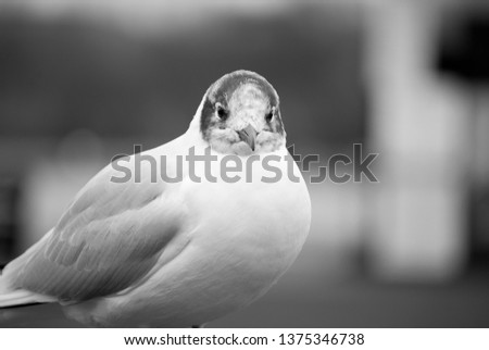 Black and white picture of a seagull