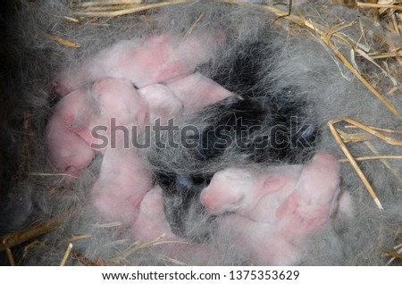 Newborn rabbits in a nest of down and straw