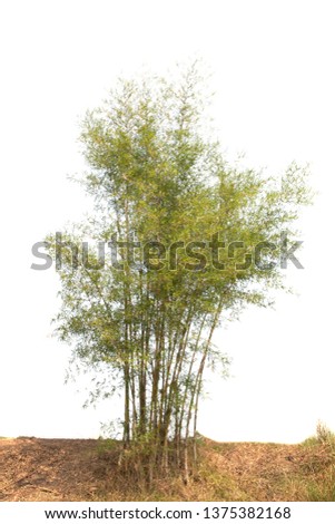 Tree isolated on white background. Bamboo tree isolated on white background.clipping path.