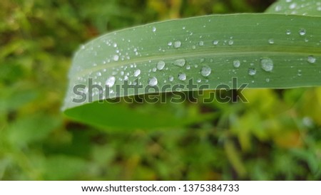 Bright droplets atop long leaf of Day-lily plant. Blade of grass closeup. Wet green grass closeup with water drops after rain. Fresh plants texture. Spring growth backdrop. Summer herbs background