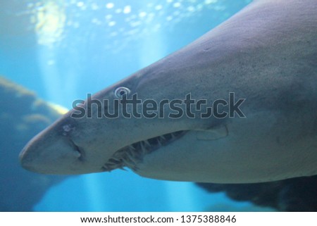 sand tiger shark swimming underwater close up of eye stock, photo, photograph, picture, image, 
