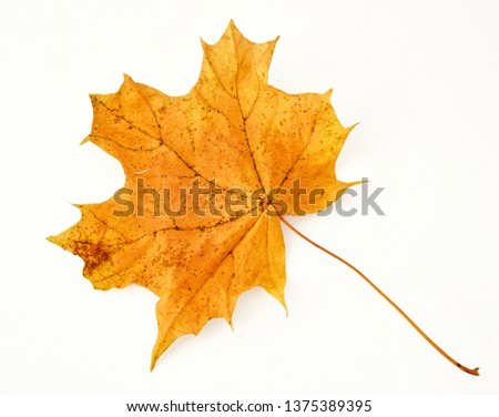 Autumn maple leaf pale yellow cut on pure white background
