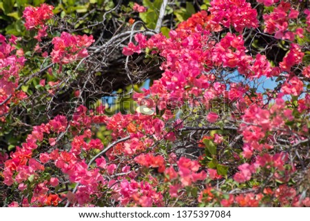 Tree with a pink flowers