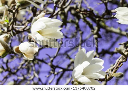 White flowers on Star Magnolia tree slow-growing shrub or small tree 
