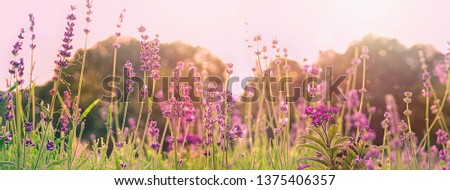 purple flowers in sunlight. wild grass and lavender flower meadow. beautiful lavender in flower garden. delicate toned flower in summer. banner, copy space. 