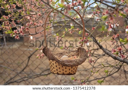birds nest eggs and incubates