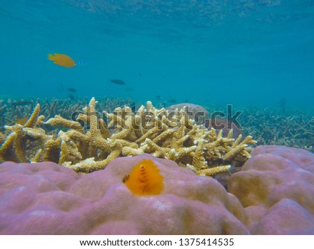 Bleaching Coral Reef of the Perhentian Islands, Malaysia, 2018. 