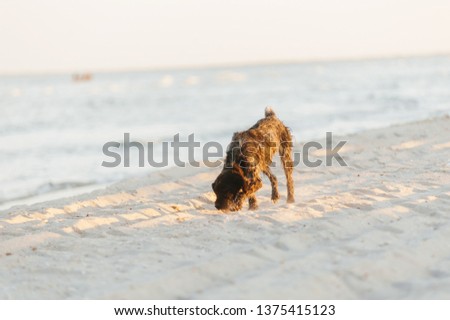 Photo of handsoem brown dog, having fun at the beach 
