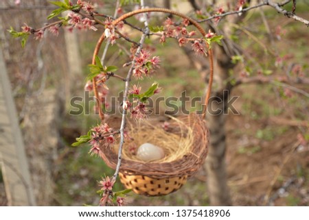Bird's nest and eggs, birds reproduce with eggs
