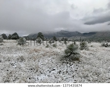 Desert white pines