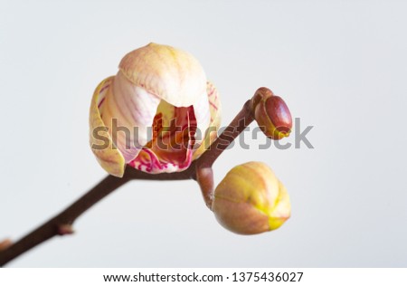 Beautiful fresh Orchid Phalaenopsis flower with stems isolated on white background.