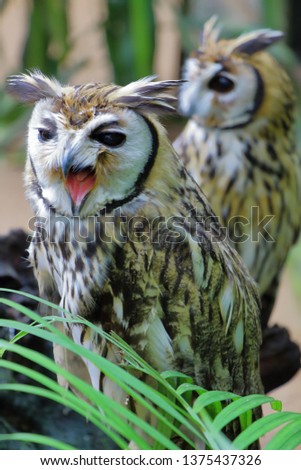 Owls simpaty cute