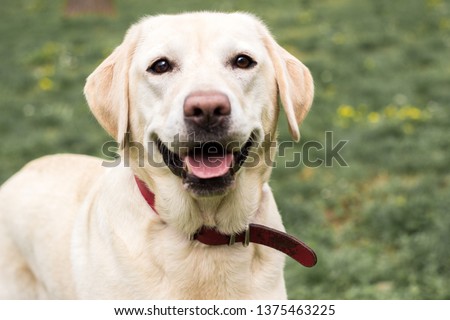 Labrador dog laugh