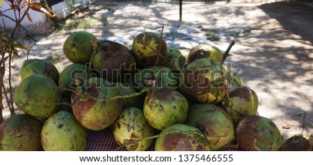 natural healthy coconuts sitting in sun                             
