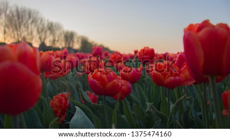 Some pictures i made of some red/orange tullips.