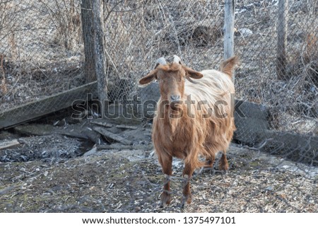 Picture of curios domestic goat looking at camera