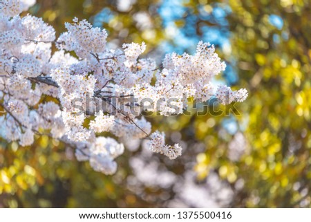 Close-up Cherry blossoms (Sakura) tree at Shinjuku Gyoen National Garden