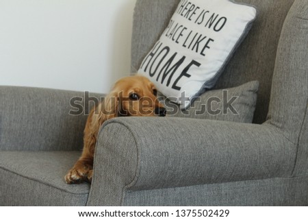 Cocker spaniel in sofa.