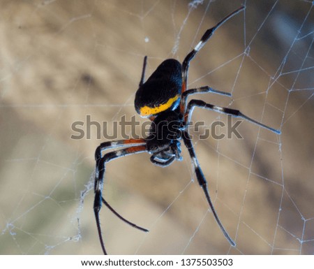 Giant Spider in his web  