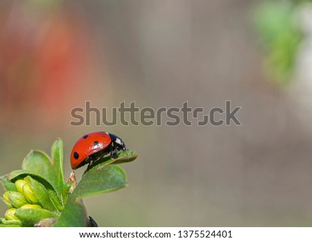 Bright ladybird on branch of blossoming tree. 