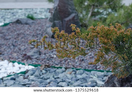 green plants and little colored stones. Nature background. Decor for the back yard of home. Landscape design concept.