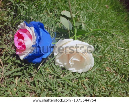 Pink and white blue Roses on green grass Bottom 2