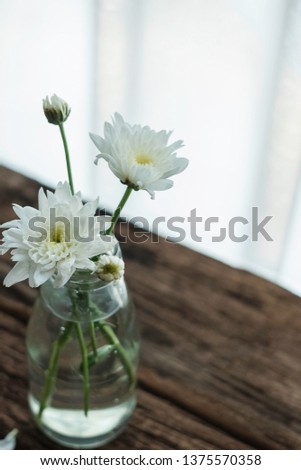 White flowers in clear vase on wooden background. The beautiful petals of Chrysanthemum with window light is for romantic& relaxing home theme. Chill out& romance lifestyle concept. Copy space given.

