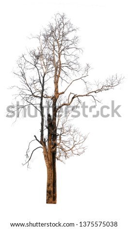 Dry tree isolated on white background.( Clipping path )