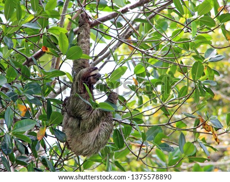 A sloth in Punta Uva, Costa Rica