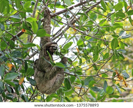 A sloth in Punta Uva, Costa Rica