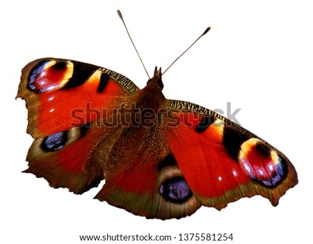 Peacock butterfly, European peacock (Inachis io, Aglais io). Colorful butterfly isolated on white background