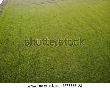 Field of green color sown with wheat in the middle of spring from a bird's-eye view