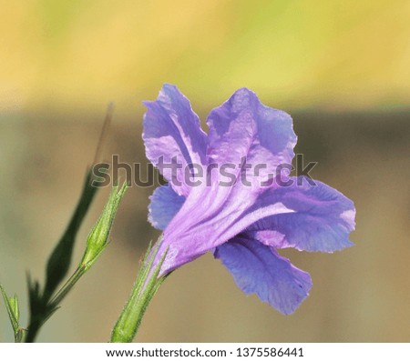 Purple flowers in the garden on a black background and blurred
