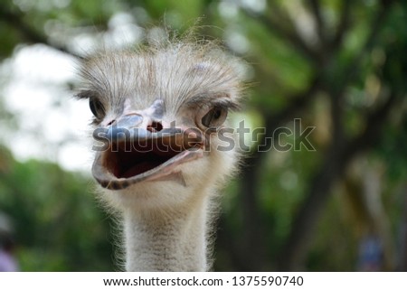 An happy ostrich.