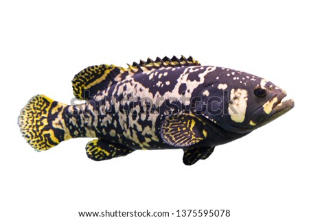 Brindle bass in isolated white background