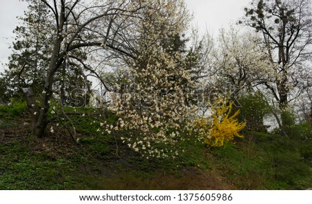 White magnolia flowers on a tree in a park in early spring.
