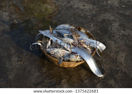 Fresh Crabs and Fish at harne Jetty,Dapoli,Ratnagiri,Maharashtra