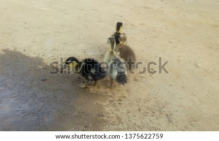 A baby Ducks picture