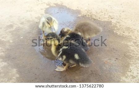 A baby Ducks picture