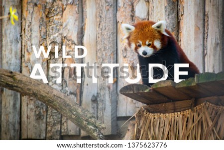 A picture of word wild attitude with a fox.