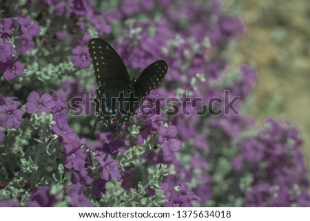 Butterfly on bush Royalty-Free Stock Photo #1375634018