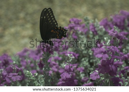 Butterfly on bush Royalty-Free Stock Photo #1375634021