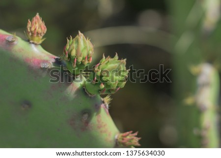 Cactus in arizona Royalty-Free Stock Photo #1375634030