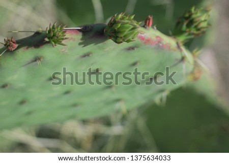 Cactus in arizona Royalty-Free Stock Photo #1375634033