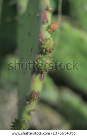 Cactus in arizona Royalty-Free Stock Photo #1375634036
