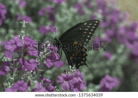 Butterfly on bush Royalty-Free Stock Photo #1375634039