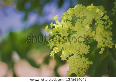 Yellow group of flowers Royalty-Free Stock Photo #1375634048